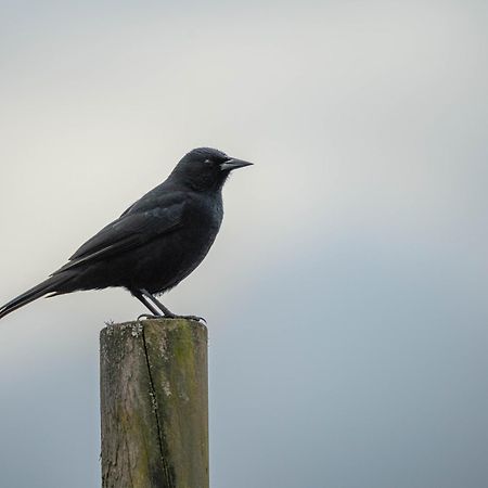 Parque La Pajarera Hotel Puerto Varas Kültér fotó